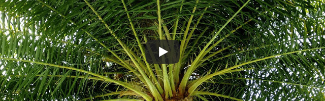 How To: Growing Palms Featured Image