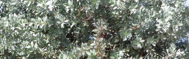 Plant of the Week: Silver Buttonwood Featured Image