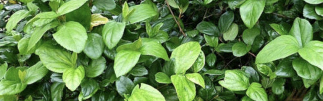 Plant of the Week: Viburnum Suspensum Featured Image