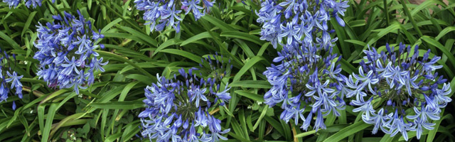Plant of the Week: Agapanthus Featured Image