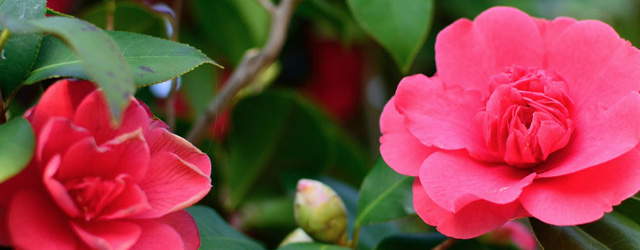 Plant of the Week: Camellias Featured Image