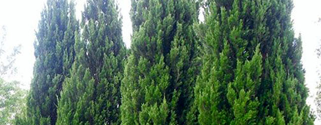 Plant of the Week: Spartan Juniper Featured Image