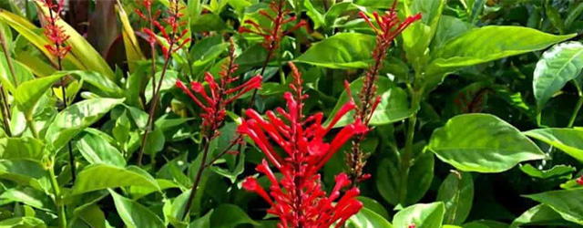 Plant of the Week: Firespike Featured Image